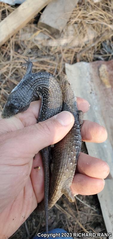 Sierra Alligator Lizard (Elgaria coerulea palmeri)