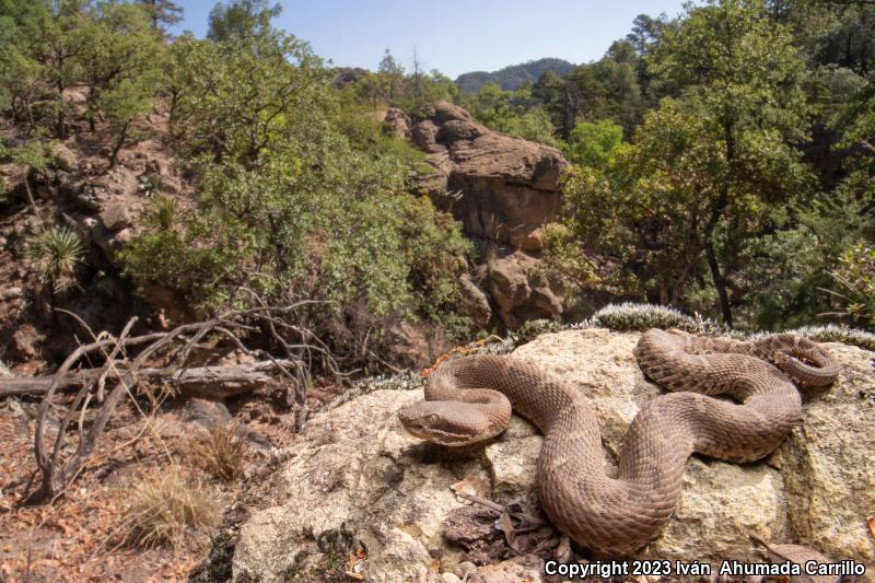 Chihuahuan Ridge-nosed Rattlesnake (Crotalus willardi silus)