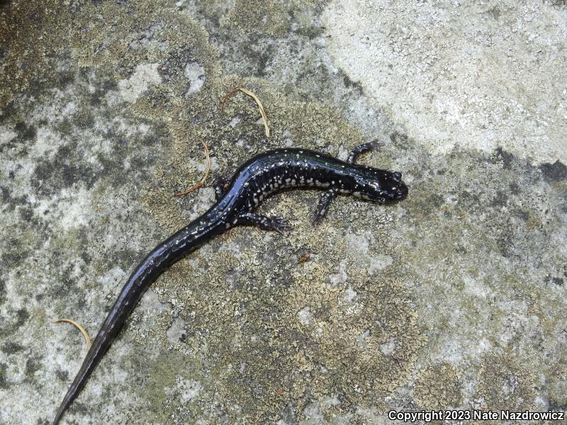 Northern Slimy Salamander (Plethodon glutinosus)