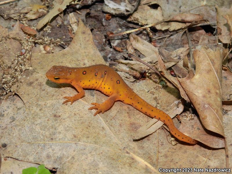 Red-Spotted Newt (Notophthalmus viridescens viridescens)