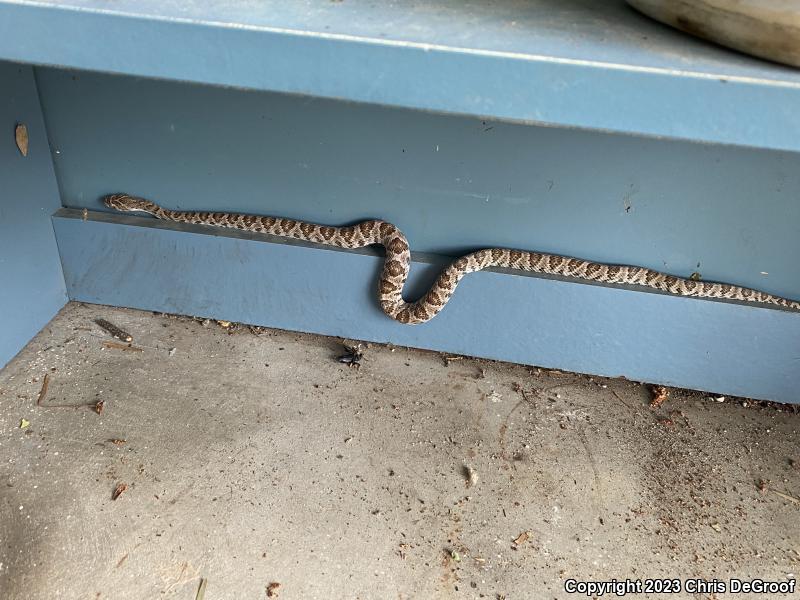 Baja California Lyresnake (Trimorphodon biscutatus lyrophanes)