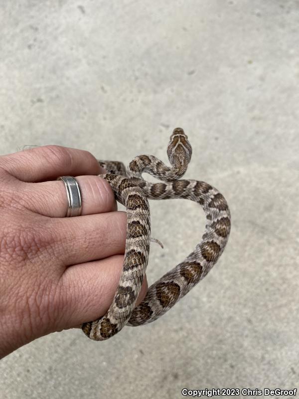 Baja California Lyresnake (Trimorphodon biscutatus lyrophanes)