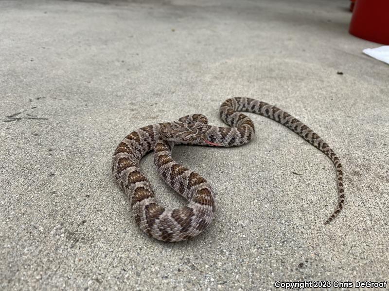 Baja California Lyresnake (Trimorphodon biscutatus lyrophanes)