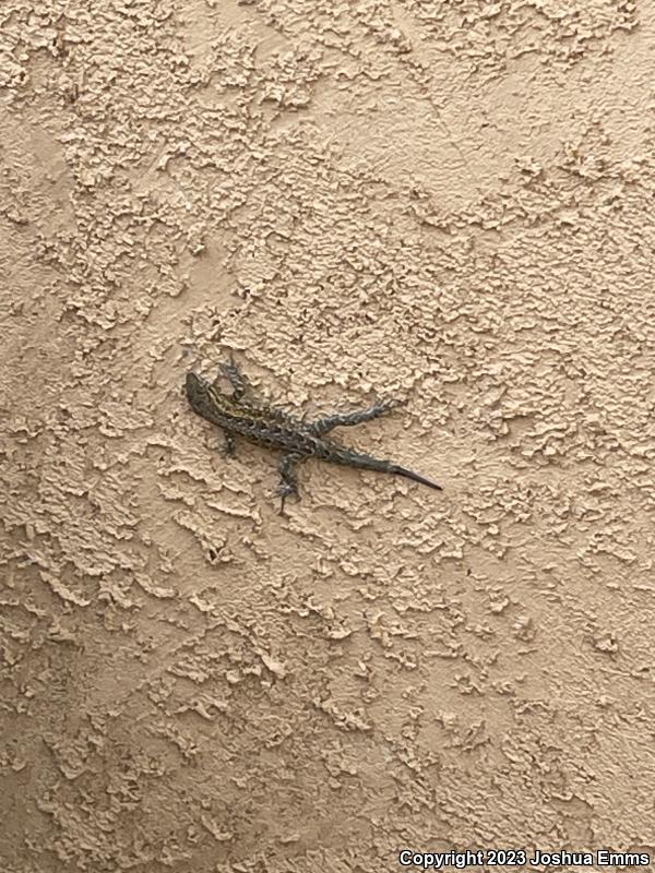 Eastern Side-blotched Lizard (Uta stansburiana stejnegeri)