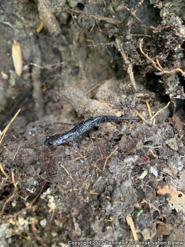 Northern Slimy Salamander (Plethodon glutinosus)