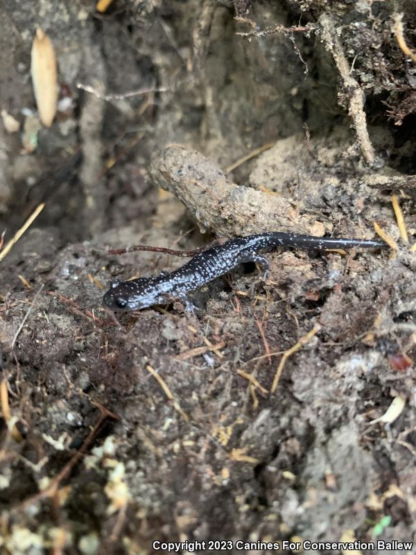 Northern Slimy Salamander (Plethodon glutinosus)