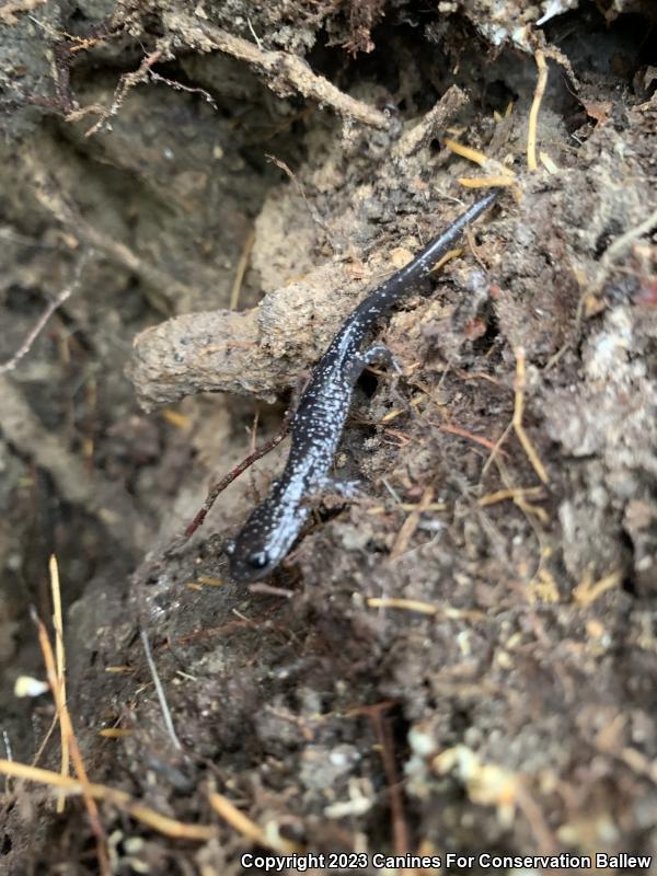 Northern Slimy Salamander (Plethodon glutinosus)