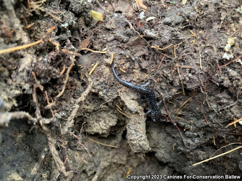 Northern Slimy Salamander (Plethodon glutinosus)