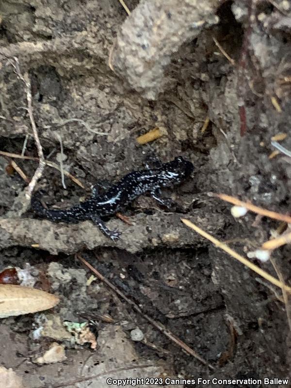 Northern Slimy Salamander (Plethodon glutinosus)