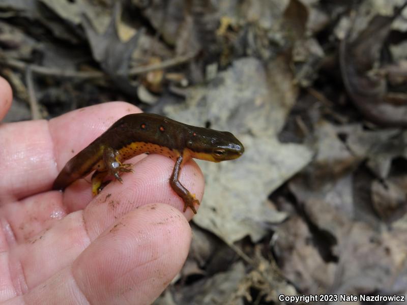 Red-Spotted Newt (Notophthalmus viridescens viridescens)