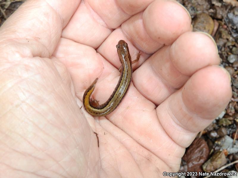 Northern Two-lined Salamander (Eurycea bislineata)