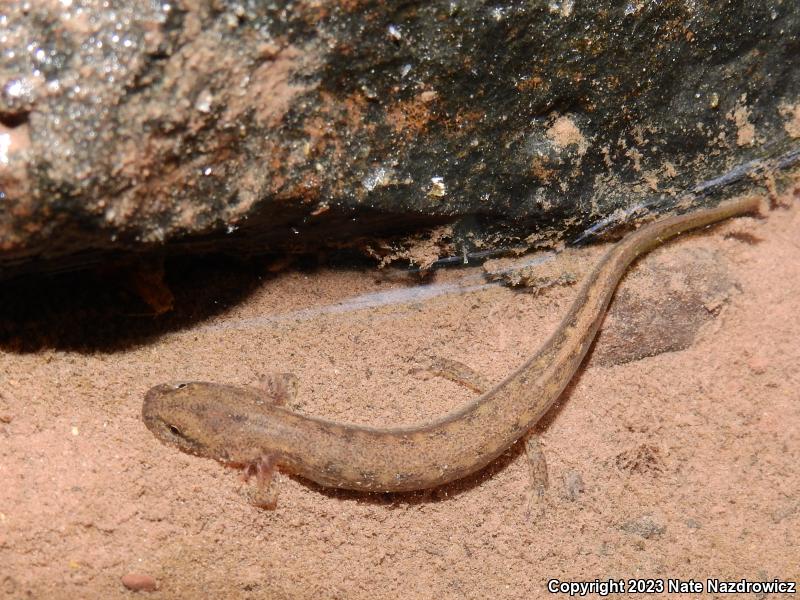 Northern Two-lined Salamander (Eurycea bislineata)