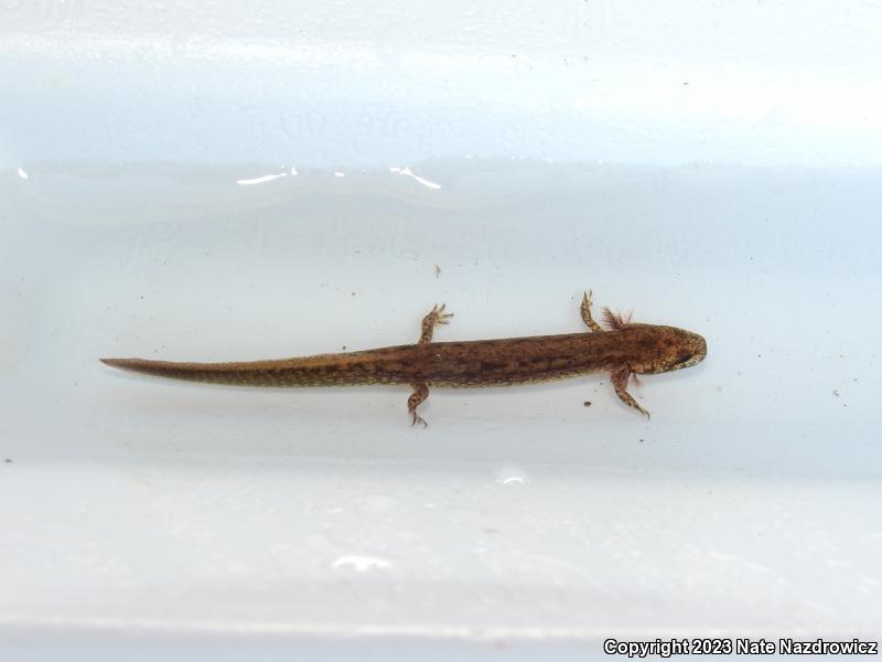 Northern Two-lined Salamander (Eurycea bislineata)