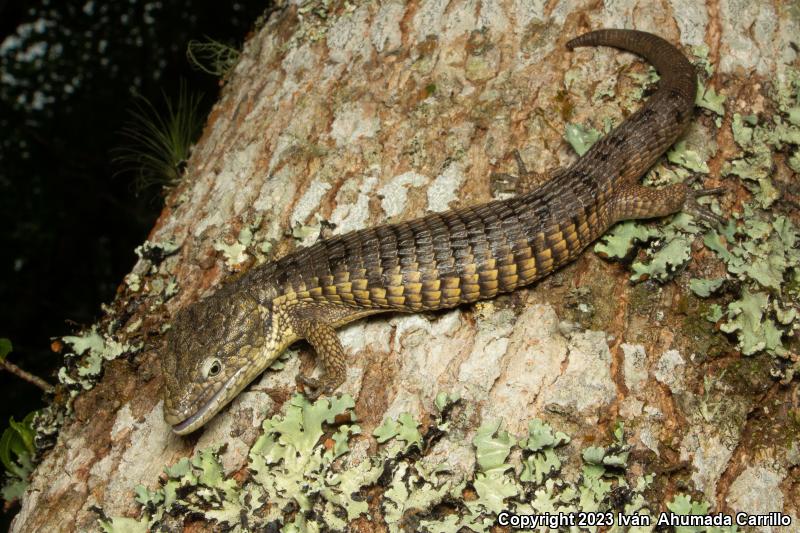 Arboreal Alligator Lizards (Abronia)