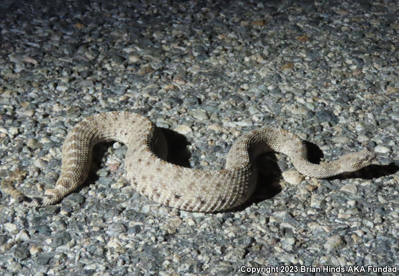 Colorado Desert Sidewinder (Crotalus cerastes laterorepens)