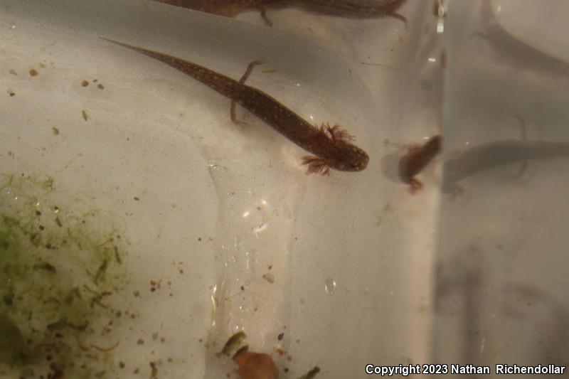 Barton Springs Salamander (Eurycea sosorum)