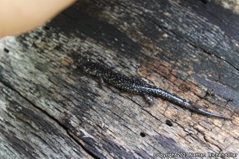 Western Slimy Salamander (Plethodon albagula)