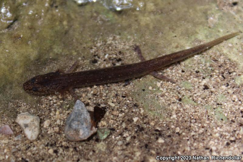 Valdina Farms Salamander (Eurycea troglodytes)