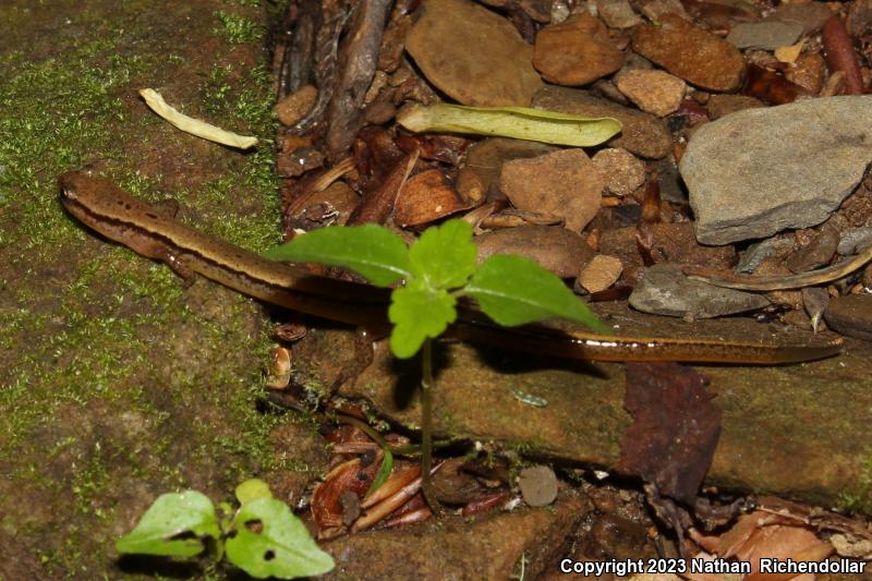 Southern Two-lined Salamander (Eurycea cirrigera)