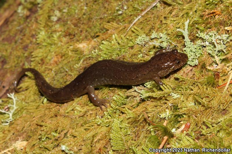 Santeetlah Dusky Salamander (Desmognathus santeetlah)