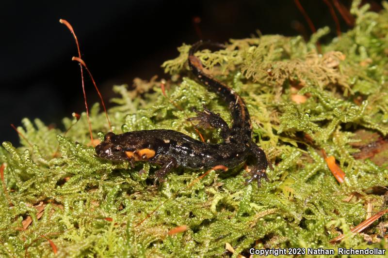Imitator Salamander (Desmognathus imitator)