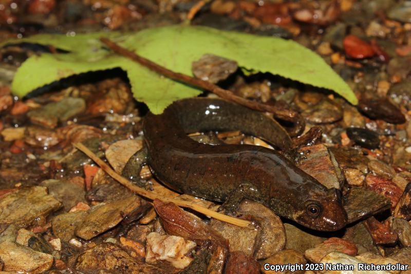 Black-bellied Salamander (Desmognathus quadramaculatus)