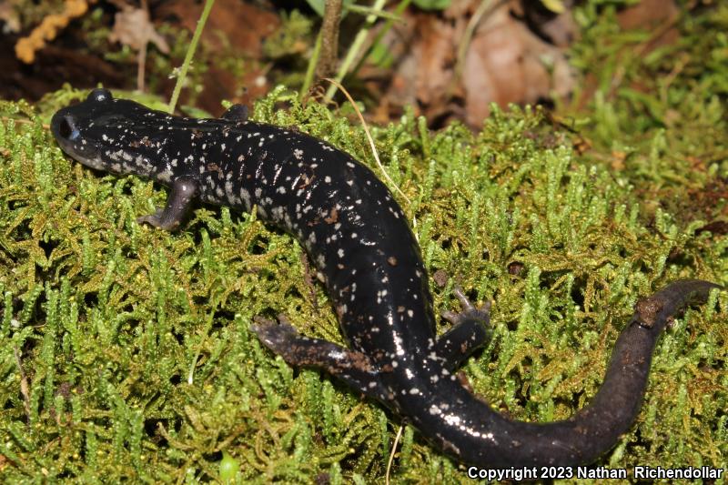 Tellico Salamander (Plethodon aureolus)