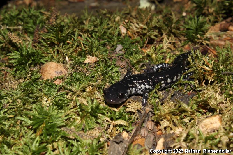 Northern Slimy Salamander (Plethodon glutinosus)