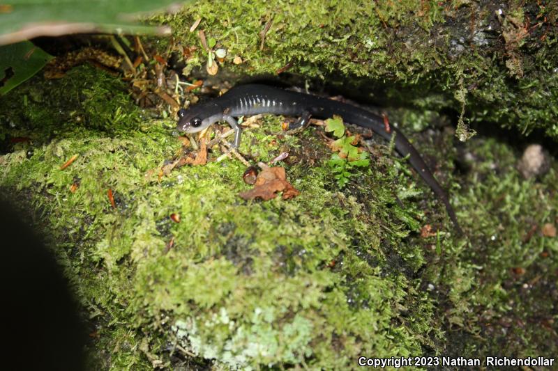 Southern Gray-cheeked Salamander (Plethodon metcalfi)