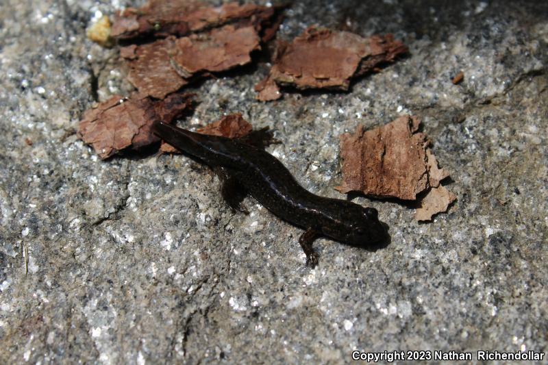 Black-bellied Salamander (Desmognathus quadramaculatus)