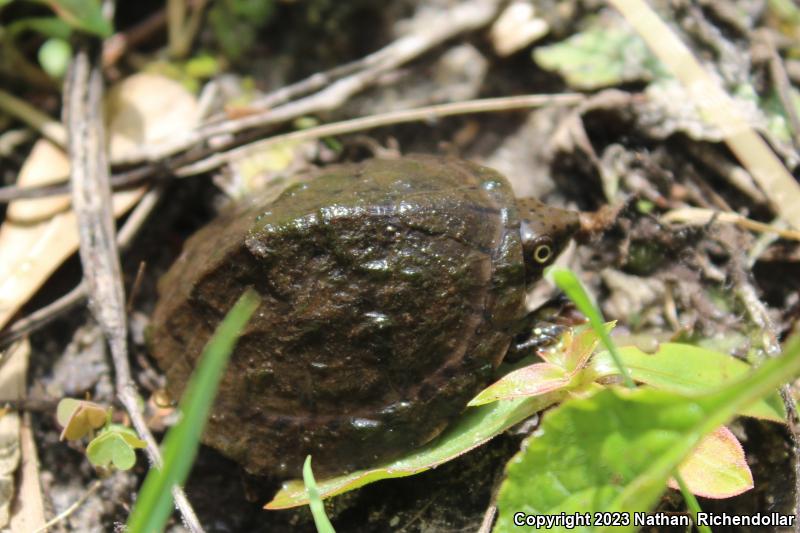 Loggerhead Musk Turtle (Sternotherus minor)