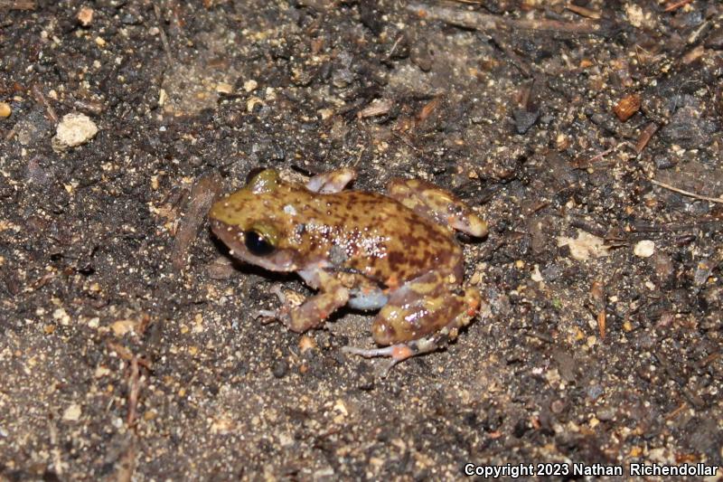 Cliff Chirping Frog (Eleutherodactylus marnockii)