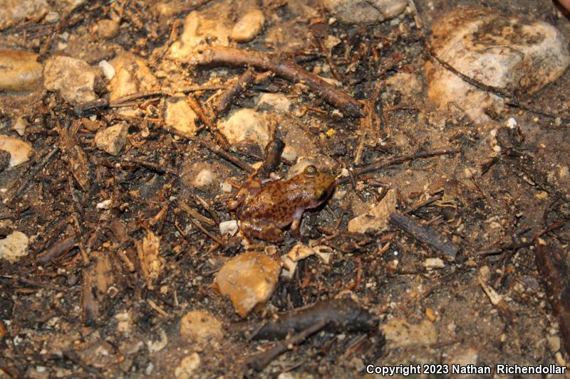 Cliff Chirping Frog (Eleutherodactylus marnockii)