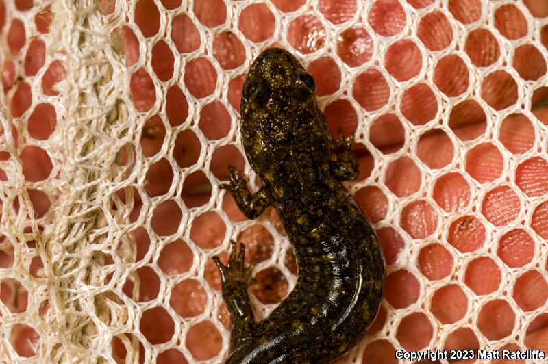 Black-bellied Salamander (Desmognathus quadramaculatus)