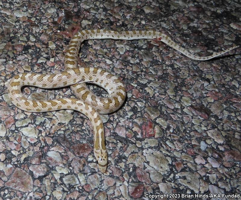 Mojave Glossy Snake (Arizona elegans candida)