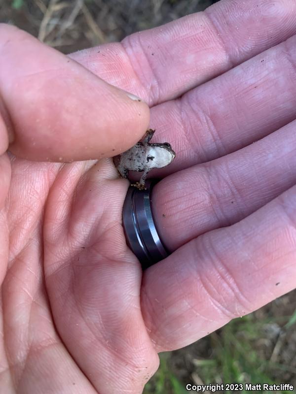 Dwarf American Toad (Anaxyrus americanus charlesmithi)