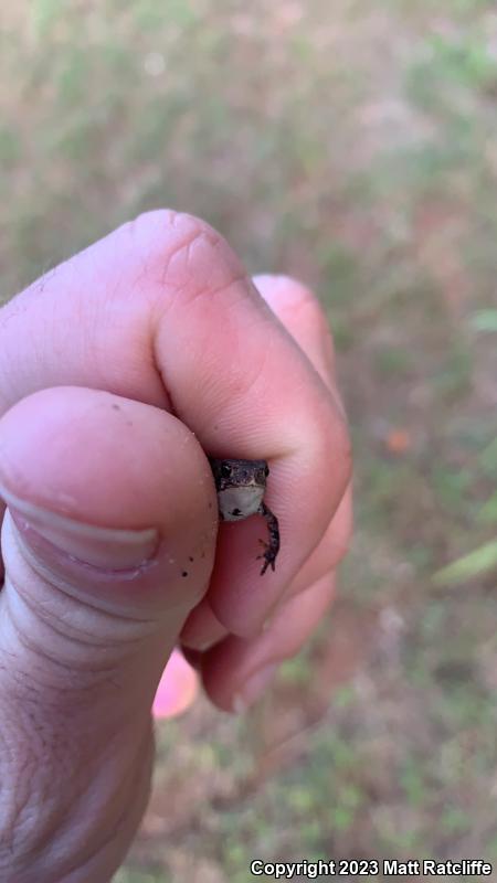 Dwarf American Toad (Anaxyrus americanus charlesmithi)