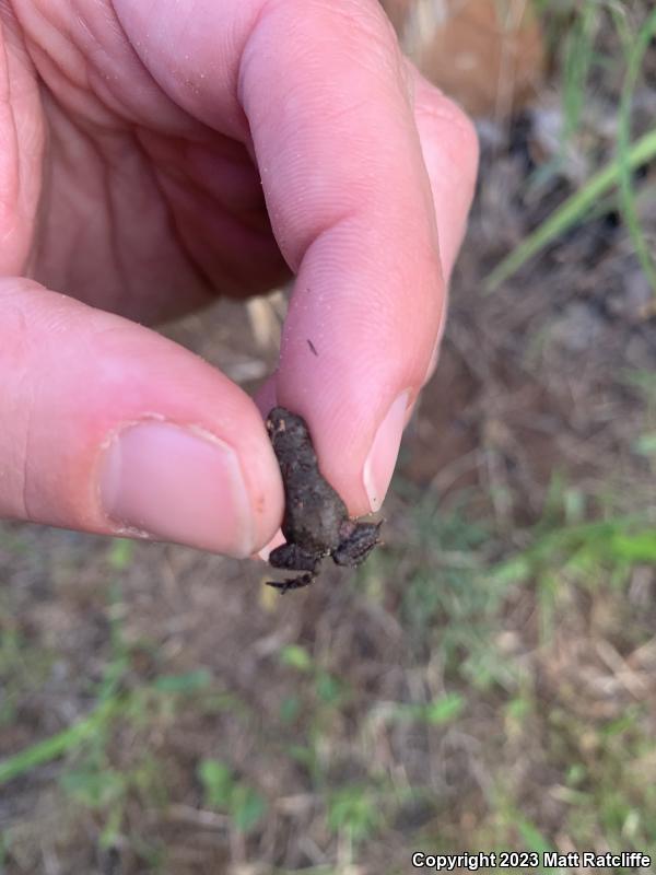 Dwarf American Toad (Anaxyrus americanus charlesmithi)