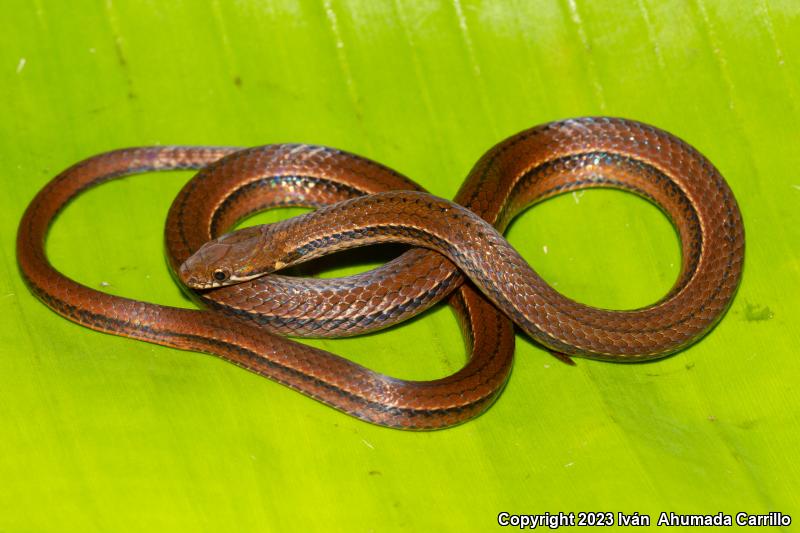 Tearful Pine-Oak Snake (Rhadinaea lachrymans)