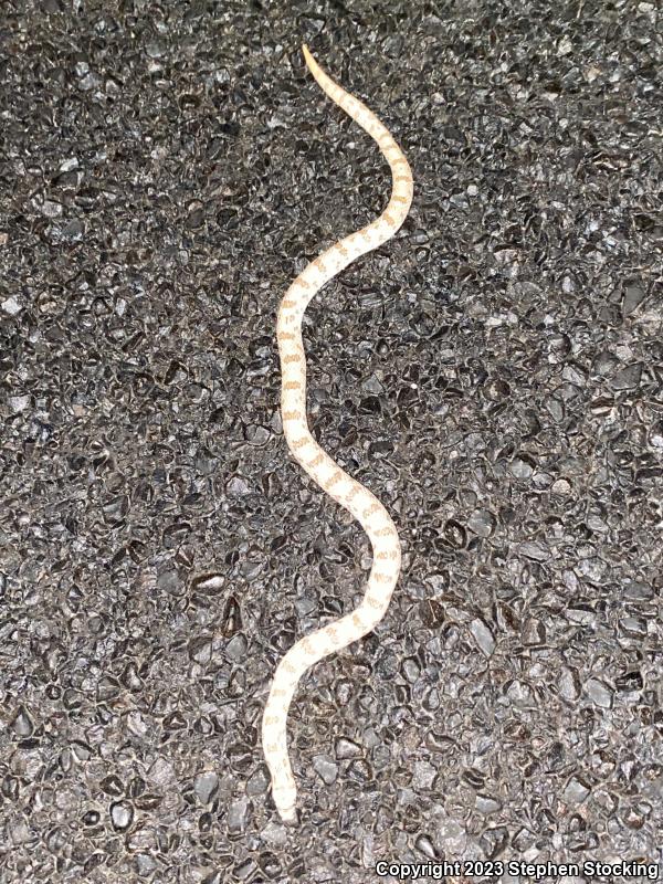 Spotted Leaf-nosed Snake (Phyllorhynchus decurtatus)