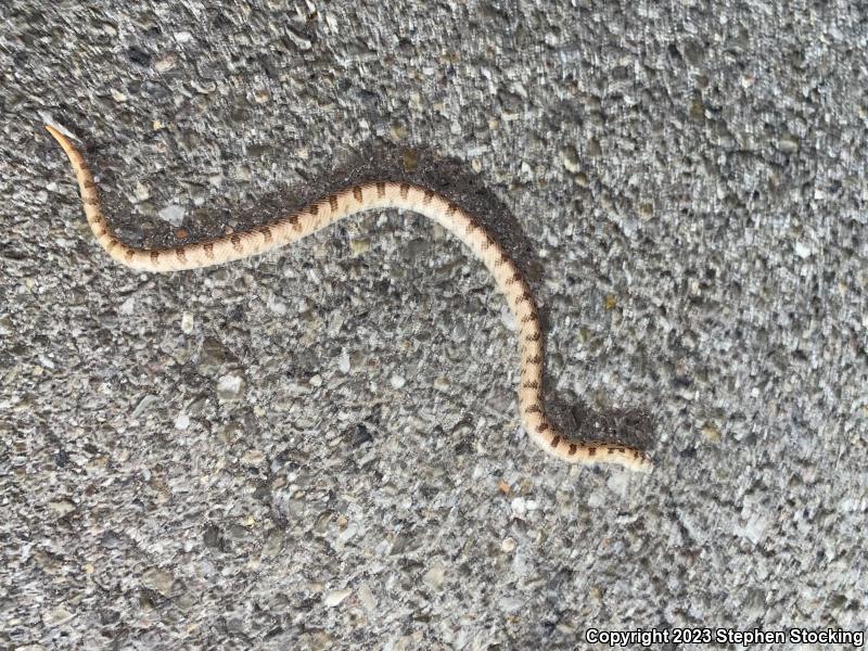 Spotted Leaf-nosed Snake (Phyllorhynchus decurtatus)