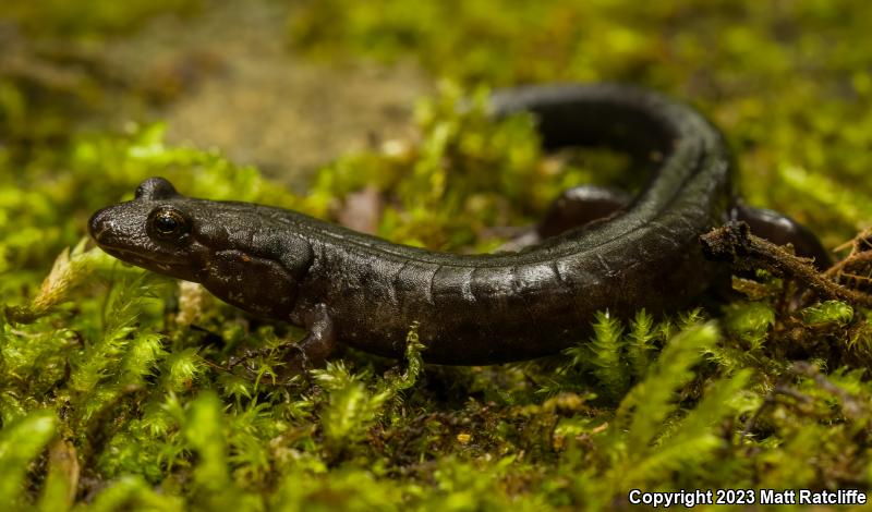 Black-bellied Salamander (Desmognathus quadramaculatus)