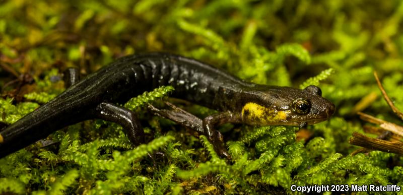 Imitator Salamander (Desmognathus imitator)
