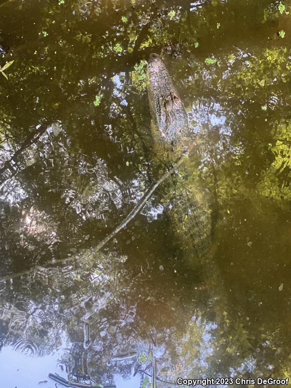 American Alligator (Alligator mississippiensis)