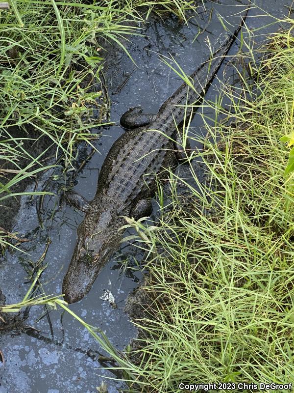 American Alligator (Alligator mississippiensis)