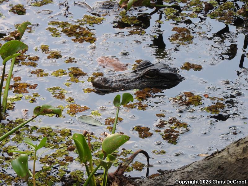 American Alligator (Alligator mississippiensis)