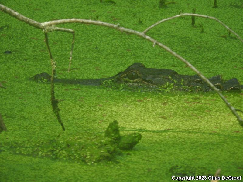 American Alligator (Alligator mississippiensis)