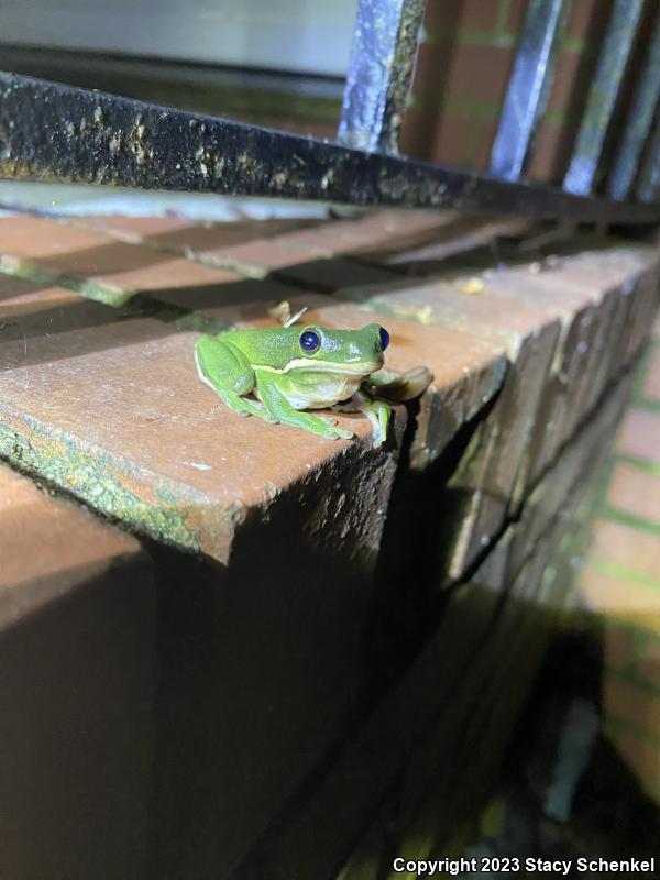 Green Treefrog (Hyla cinerea)