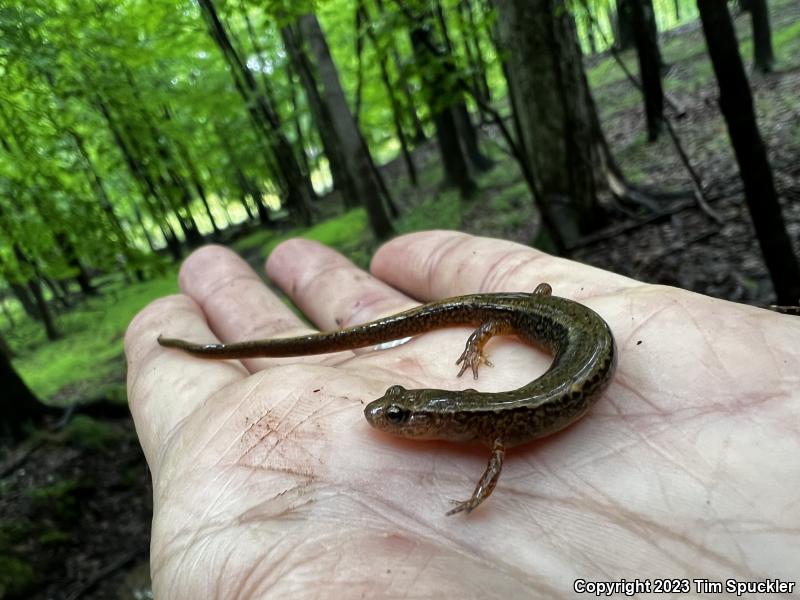 Northern Two-lined Salamander (Eurycea bislineata)