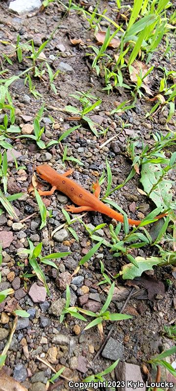 Red-Spotted Newt (Notophthalmus viridescens viridescens)